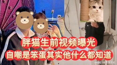 笨蛋最新爆料视频,惊人内幕大公开！